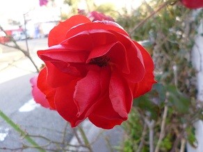 f:id:cangael:20130203162024j:image:right