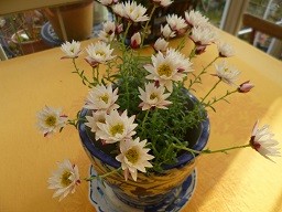 f:id:cangael:20130227163937j:image:right