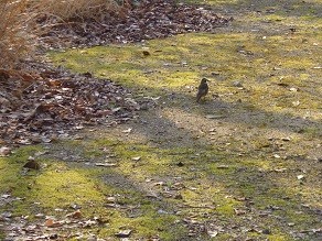 f:id:cangael:20130302153423j:image:right f:id:cangael:20130302153423j:image:right