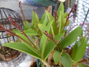 f:id:cangael:20130305152356j:image:right