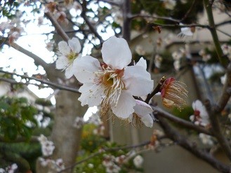 f:id:cangael:20130308163814j:image:left:left