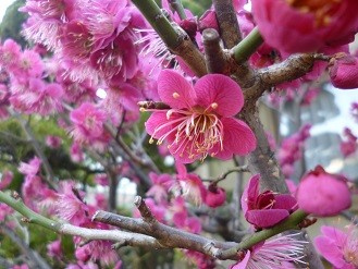 f:id:cangael:20130308163836j:image:left