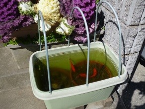 f:id:cangael:20130311134709j:image:right