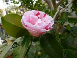 f:id:cangael:20130319162529j:image:right