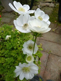 f:id:cangael:20130325123341j:image:right