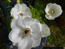 f:id:cangael:20130326130526j:image:right