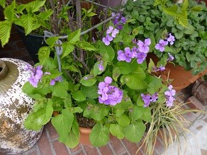 f:id:cangael:20130327113907j:image:left