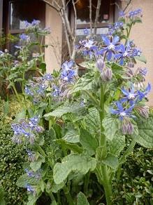 f:id:cangael:20130327113956j:image:right