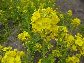 f:id:cangael:20130327114124j:image