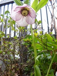 f:id:cangael:20130327115325j:image:right