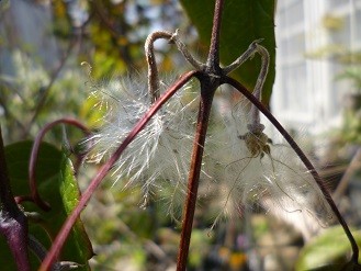 f:id:cangael:20130404125828j:image:left