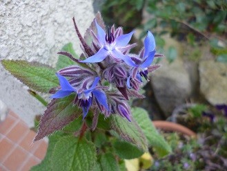 f:id:cangael:20130405104158j:image:left