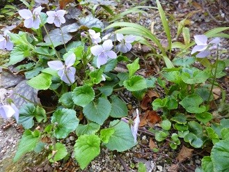 f:id:cangael:20130405104211j:image:left