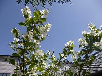 f:id:cangael:20130405132706j:image:right