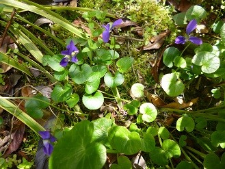 f:id:cangael:20130408113449j:image:right