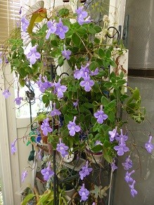 f:id:cangael:20130408115752j:image:left