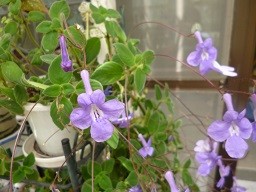 f:id:cangael:20130408115859j:image:left