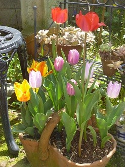 f:id:cangael:20130408130004j:image:right