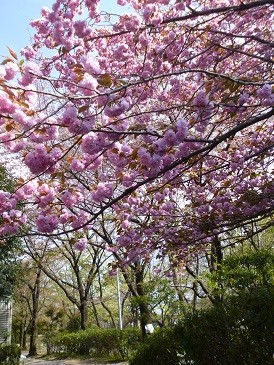 f:id:cangael:20130412143428j:image:left