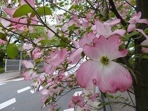 f:id:cangael:20130420142309j:image:left