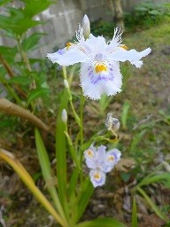 f:id:cangael:20130428112700j:image:right f:id:cangael:20130428112700j:image:right