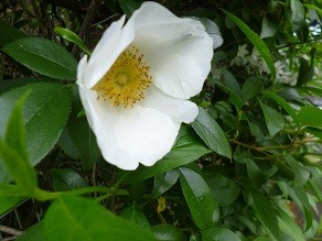 f:id:cangael:20130430143921j:image:left