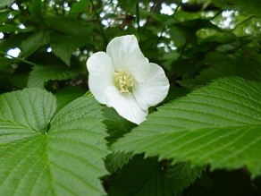 f:id:cangael:20130430144044j:image:left