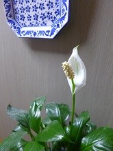 f:id:cangael:20130430165752j:image:right