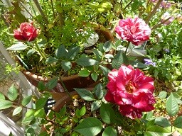 f:id:cangael:20130514103621j:image:right