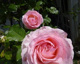 f:id:cangael:20130519084048j:image:right