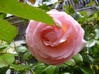 f:id:cangael:20130520104855j:image:right f:id:cangael:20130520104855j:image:right