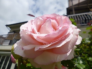 f:id:cangael:20130520104939j:image:right f:id:cangael:20130520104939j:image:right