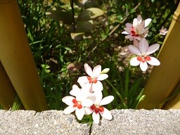 f:id:cangael:20130520135504j:image:left f:id:cangael:20130520135504j:image:left