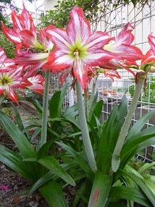 f:id:cangael:20130601172644j:image:right