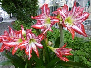 f:id:cangael:20130601172711j:image:left f:id:cangael:20130601172711j:image:left