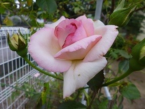 f:id:cangael:20130601172909j:image:right f:id:cangael:20130601172909j:image:right