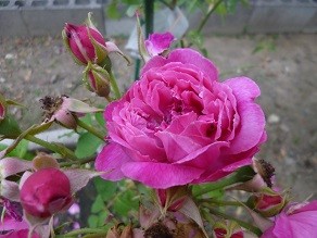 f:id:cangael:20130601172924j:image:left