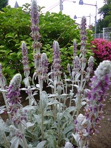 f:id:cangael:20130601173043j:image:right