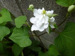 f:id:cangael:20130602114414j:image:left