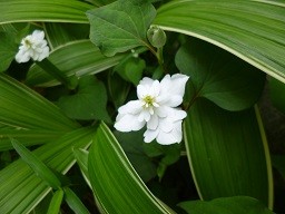 f:id:cangael:20130602114424j:image:left