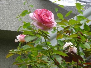 f:id:cangael:20130606114044j:image:right f:id:cangael:20130606114044j:image:right
