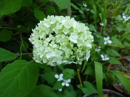 f:id:cangael:20130607065624j:image