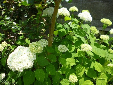 f:id:cangael:20130608113128j:image
