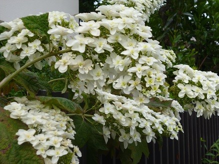 f:id:cangael:20130609072950j:image