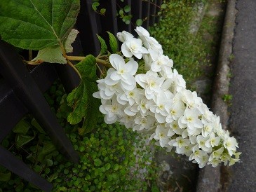 f:id:cangael:20130609073016j:image:left