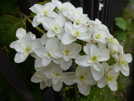 f:id:cangael:20130609073029j:image