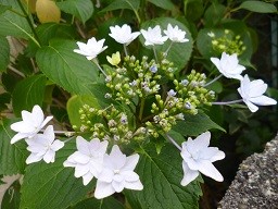 f:id:cangael:20130609153328j:image:right