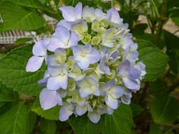 f:id:cangael:20130609153628j:image:right