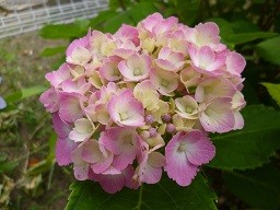 f:id:cangael:20130609153714j:image:right