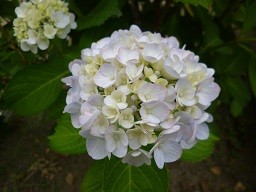 f:id:cangael:20130609153723j:image:right